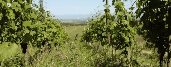 Le vin bio ! Le vin bio !